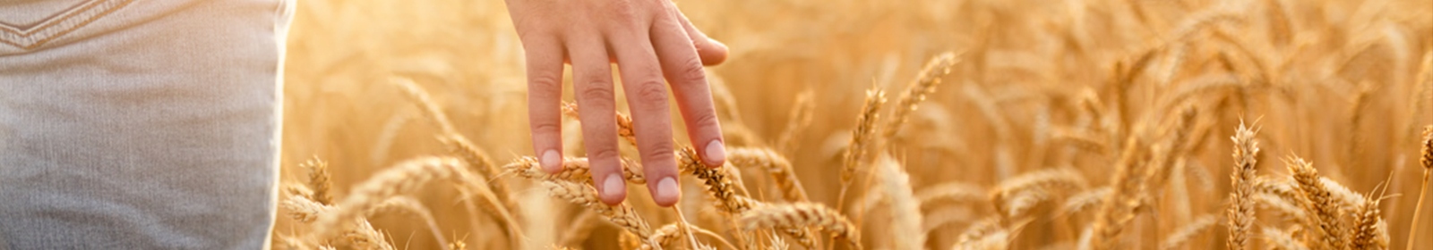 a farmer walking in a field of wheat